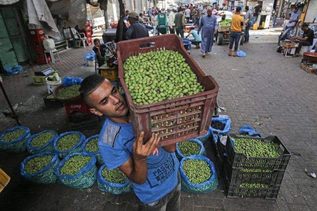 تصاویری از بازار زیتون خانیونس در نوارغزه 4