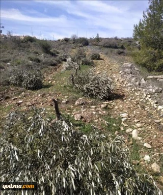 Zionist settlers uproot and chopped dozens of Palestinian olive trees
