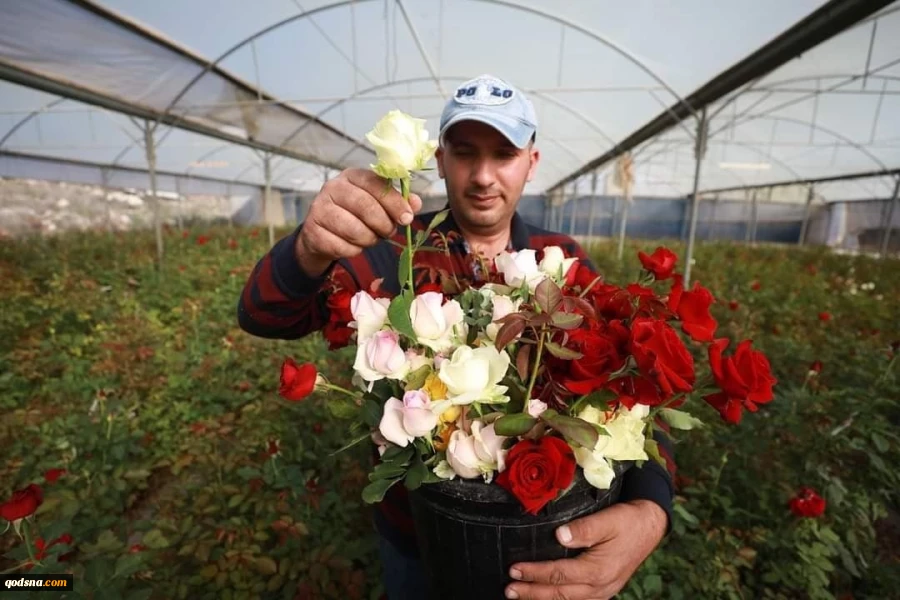 خبرهای خوب فلسطینگلخانه ای در الخلیل که امید به زندگی می دهد 2