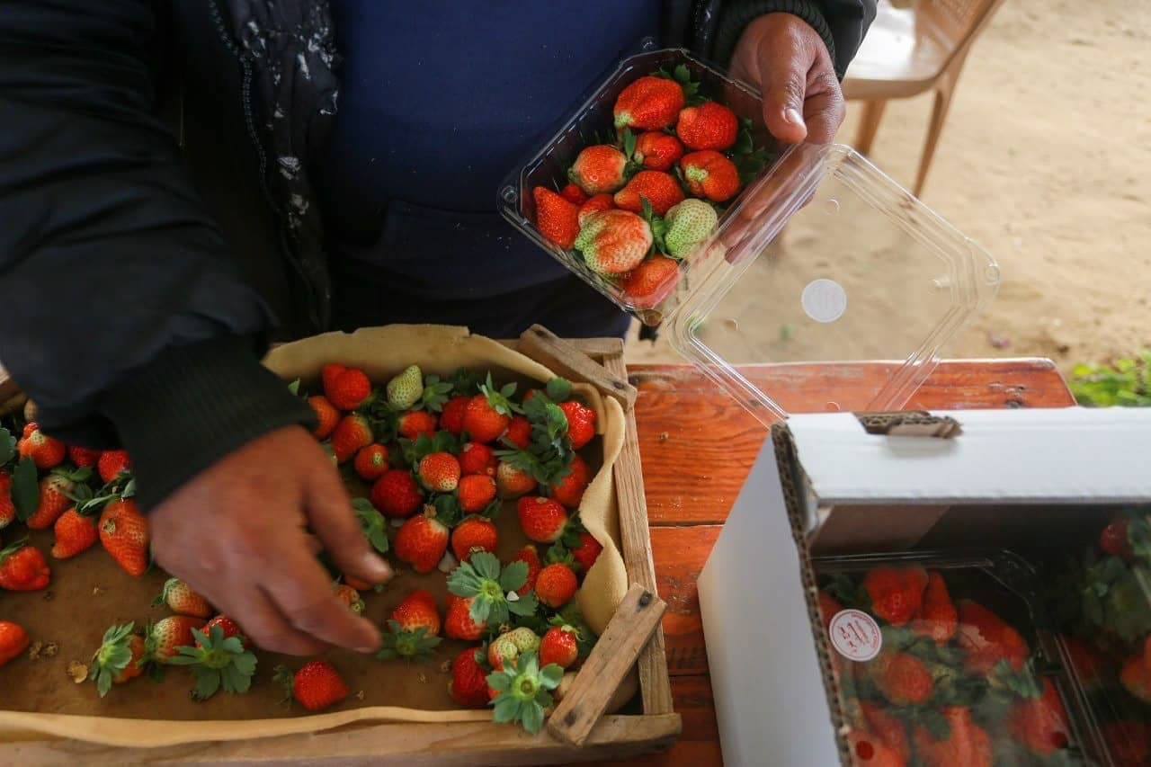 خبرهای خوب فلسطینگلخانه ای در الخلیل که امید به زندگی می دهد برداشت محصول توت فرنگی از مزارع شمال غزه 2
