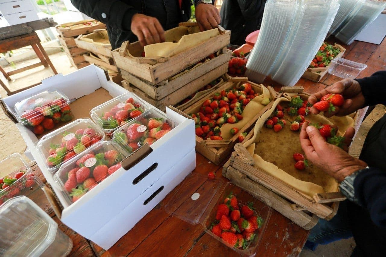 خبرهای خوب فلسطینگلخانه ای در الخلیل که امید به زندگی می دهد برداشت محصول توت فرنگی از مزارع شمال غزه 3
