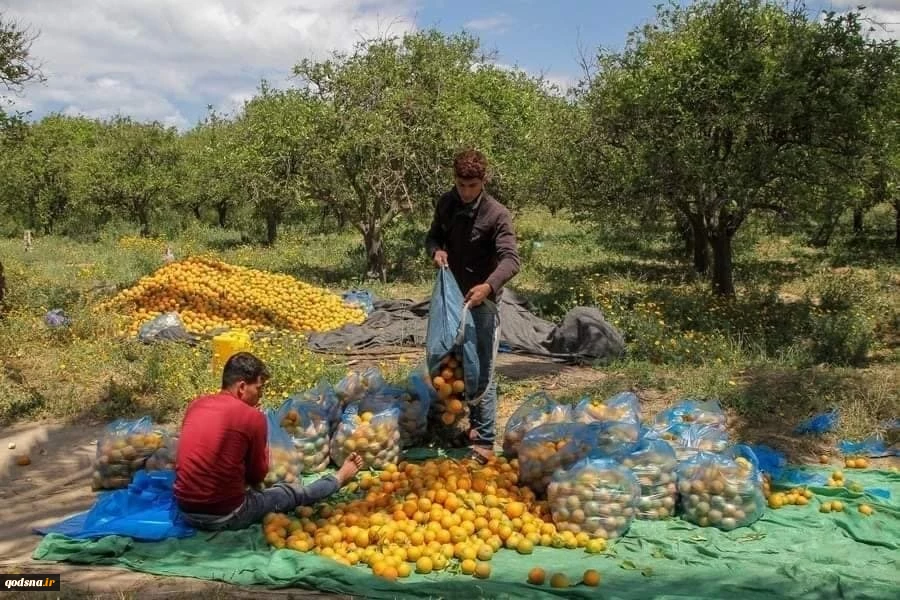 برداشت پرتقال از باغات دیر البلح در مرکز نوار غزه 4