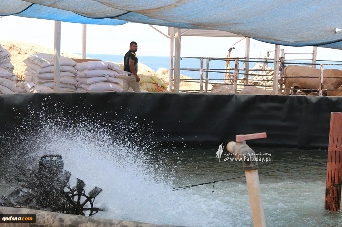 تصاویری از یک مرکز پرورش ماهی در نوار غزه شرایط سخت محاصره مانع از تولید نشده است 4