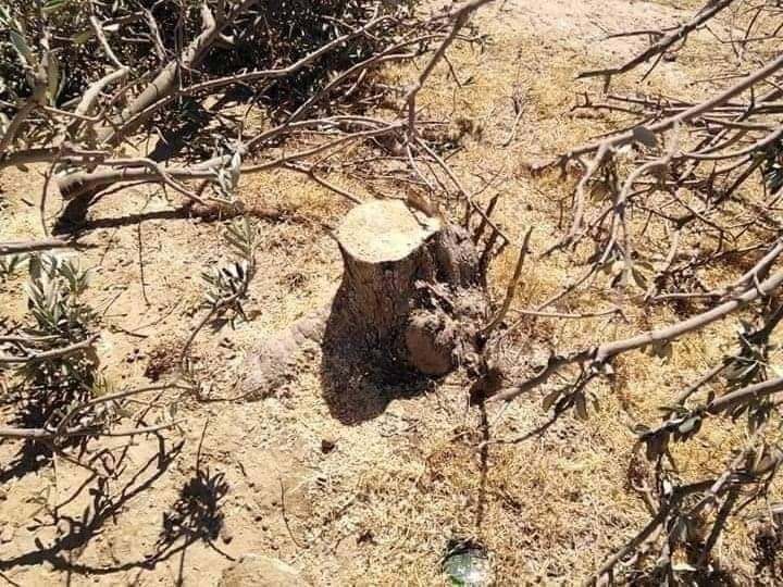 قطع 500 اصله درخت زیتون از سوی شهرک نشینان صهیونیست در رام الله (تصاویر) 2