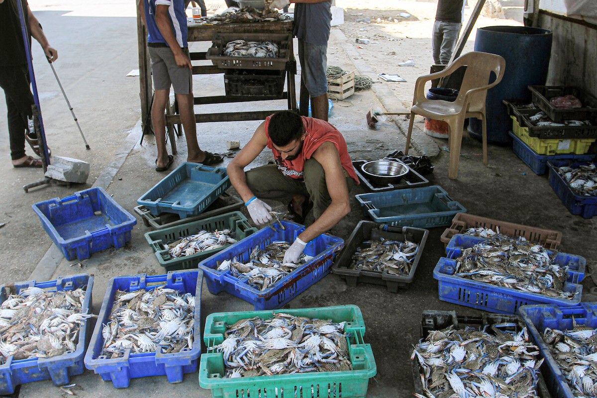 صید خرچنگ از سواحل غزه