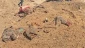 الكشف عن مقبرة جماعية بغزة / قوات الاحتلال أعدمت الشهداء ودفنتهم في باحة مجمع الشفاء