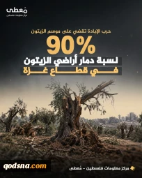 تخریب 90 درصدی باغات زیتون فلسطینیان در کرانه باختری+عکس