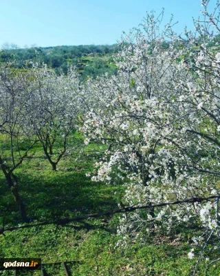 گزارش تصویری

نبض زندگی در فلسطین