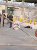 صبح امروز رخ داد؛

تیراندازی نظامیان صهیونیست به سوی دختر فلسطینی در شمال قدس اشغالی+ تصویر 2