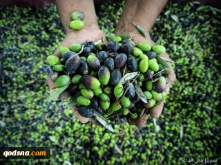 موسم برداشت گواوا و تولید روغن زیتون در نوارغزه به روایت تصاویر