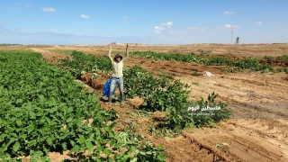 نقض کنوانسیون 1949 ژنو 

صهیونیستها باردیگر اراضی زراعی فلسطینیان را ویران کردند/ 20هزار دلار خسارت به بخش آبیاری +عکس