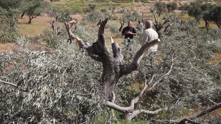 Israel destroys nature reserve, uproots 10,000 trees