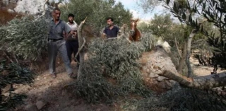 Zionist settlers uproot 300 olive trees