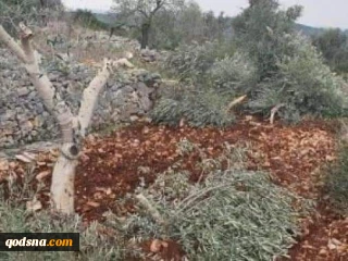 قطع 500 اصله درخت زیتون از سوی شهرک نشینان صهیونیست در رام الله (تصاویر)