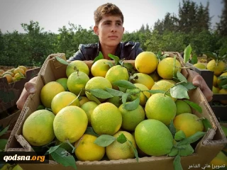 تصویر روز؛ برداشت مرکبات از مزارع خانیونس در جنوب نوارغزه
