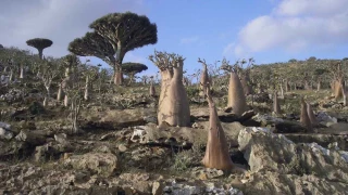 Israeli military experts deployed on Yemen’s strategic Socotra Island: Report