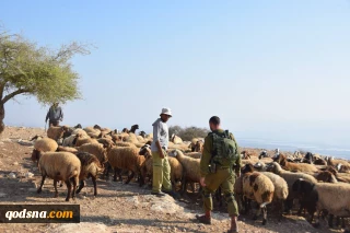 یورش صدها شهرک نشین به حرم ابراهیمی در الخلیل/ سرقت 120 راس گوسفند فلسطینیان در جنین