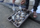 صید خرچنگ از سواحل غزه 5