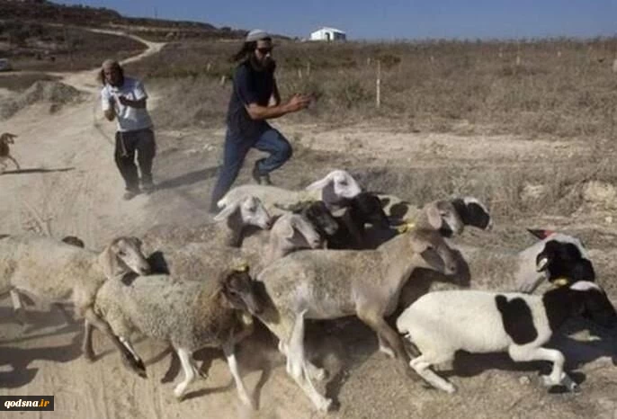 صهیونیست‌ها به گوسفندها هم رحم نکردند 2