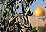 جنگ زیتون/ اشغالگران هزاران درخت زیتون کرانه باختری را ریشه‌کن کردند 2