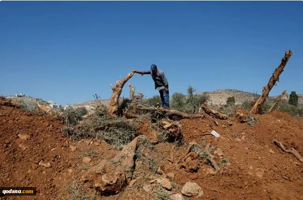 محاصره یک روستای فلسطینی در شمال رام شرقی رام‌الله/ صهیونیستها 10 هزار اصله درخت زیتون را از بین بردند 2