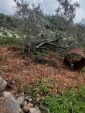 حمله شهرک‌نشینان به باغات زیتون فلسطینیان در شمال طولکرم  2
