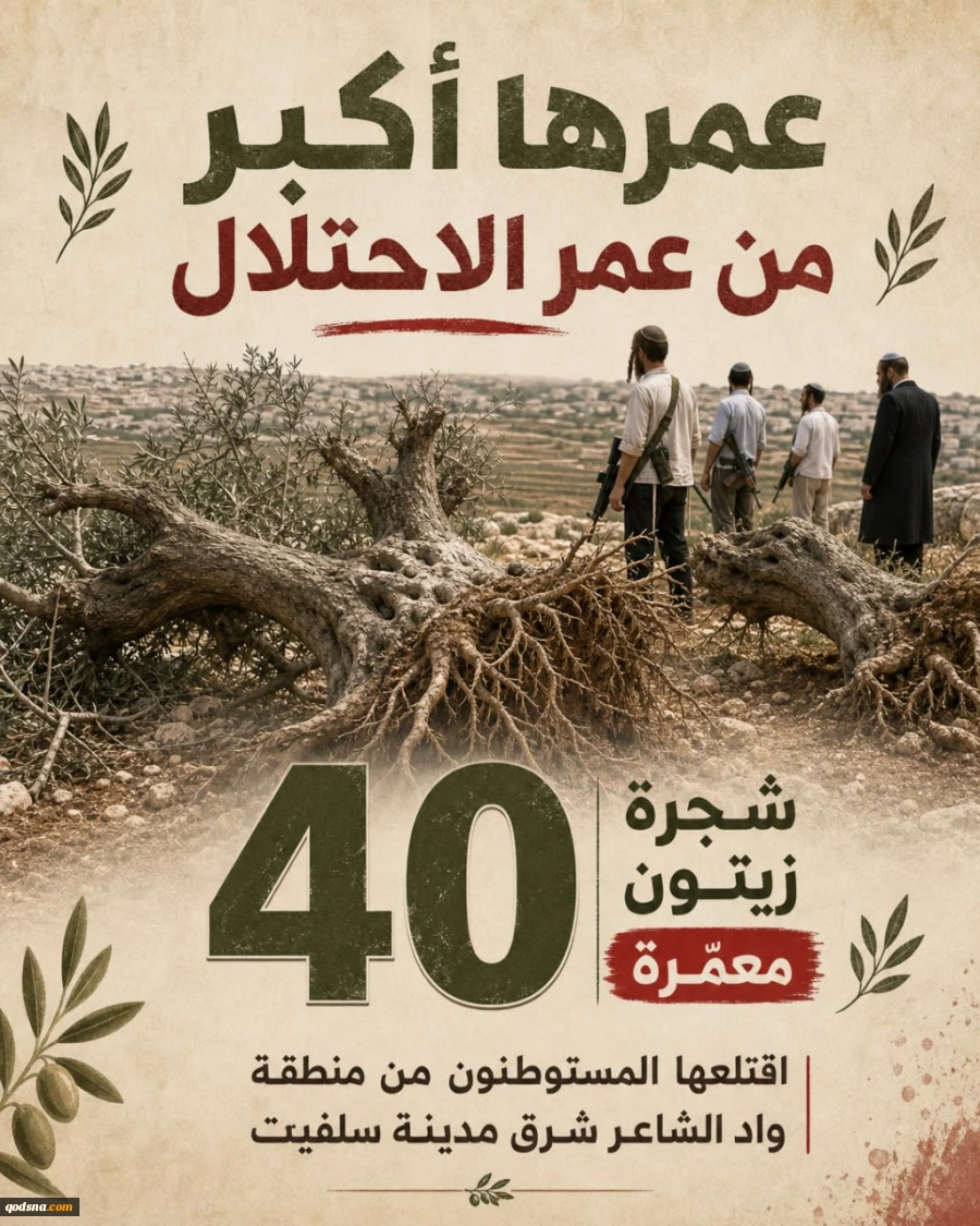 قطع 40 درخت زیتون با عمر بالاتر از رژیم جعلی 2