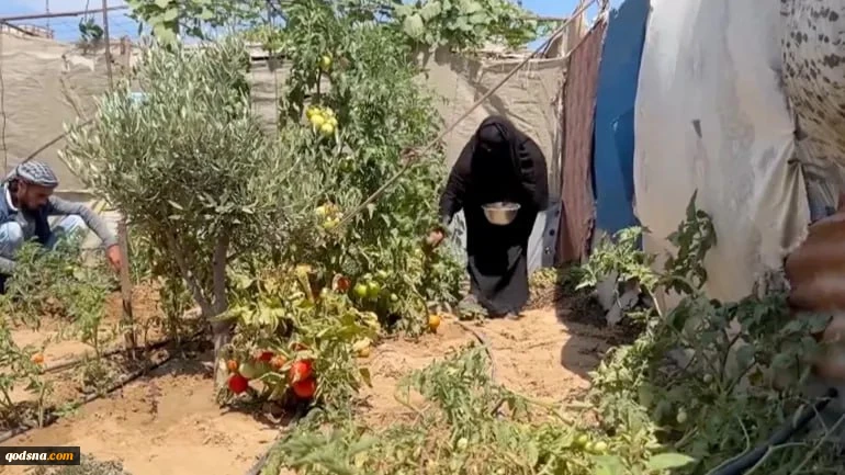 کشاورزی در بین چادرهای آوارگان فلسطینی ابتکاری برای مقابله با گرسنگی