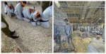 Rights group: 1,000 days of isolation for Palestinian captives in Zionist regime’s prisons