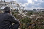 Gaza’s farming sector nears collapse as war leaves only 4% of farmland accessible 2