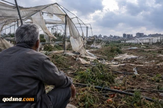 Gaza’s farming sector nears collapse as war leaves only 4% of farmland accessible