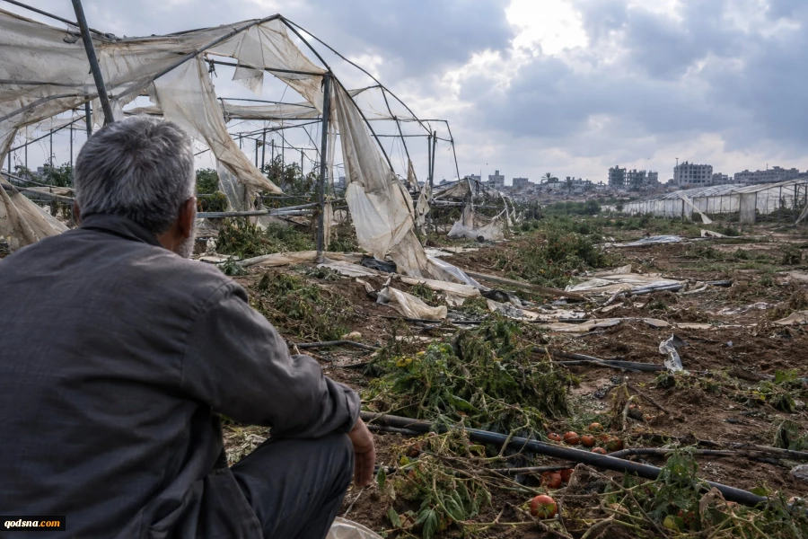 Gaza’s farming sector nears collapse as war leaves only 4% of farmland accessible 2