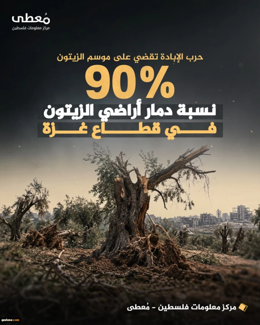 تخریب 90 درصدی باغات زیتون فلسطینیان در کرانه باختری+عکس 2