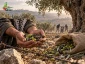 West Bank: Settlers and Zionist troops target farmers, olive groves