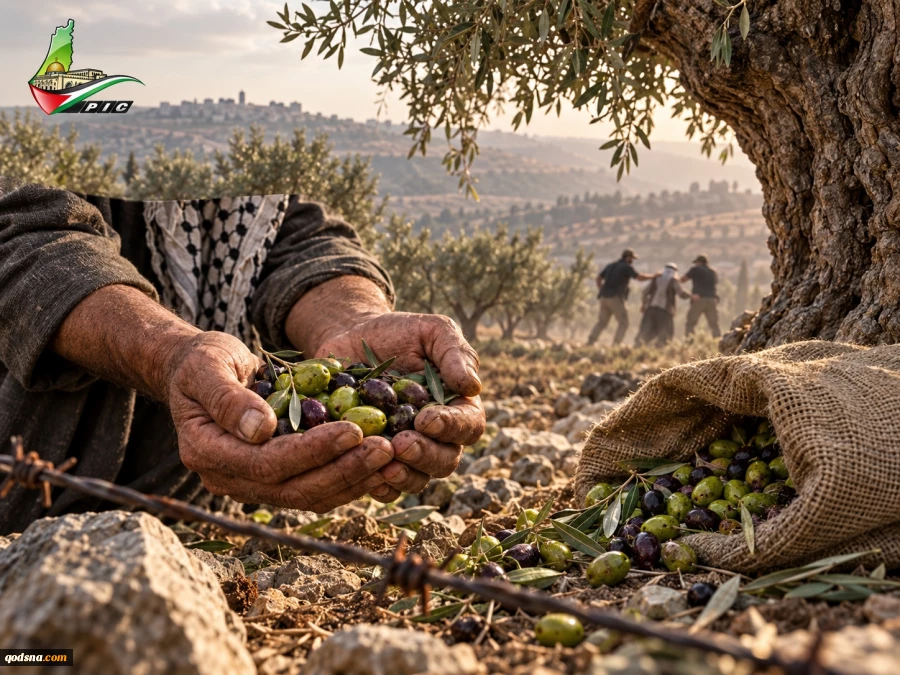 West Bank: Settlers and Israeli troops target farmers, olive groves